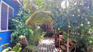 a garden with a palm tree and a blue building at The Funky Dodo Backpackers Hostel in Hopkins