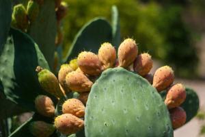 a close up of a prickly pear plant at PYRGOS RALLI ESTATE Apartments and Suites in Aegina Town