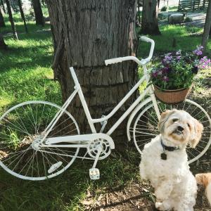 a dog sitting next to a bike next to a tree at Kymmik Cottage in Geeveston