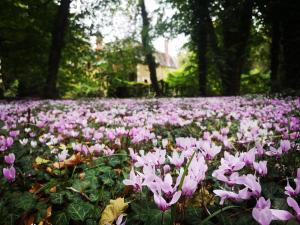 a field of pink flowers in a park at Parc de Lesseps in Meunet-Planches