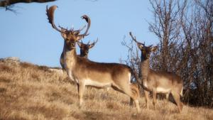 un grupo de ciervos parados en un campo en Kalimera, en Bardineto