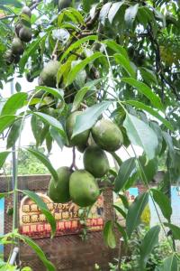 תמונה מהגלריה של Xiangyang Tianyuan Ju Homestay בDongshan