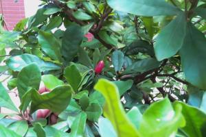 תמונה מהגלריה של Xiangyang Tianyuan Ju Homestay בDongshan