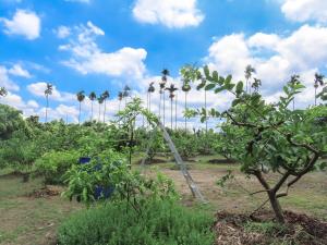 תמונה מהגלריה של Xiangyang Tianyuan Ju Homestay בDongshan