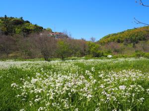 un campo di fiori bianchi in un campo di Pension KUROSHIOMARU a Setouchi
