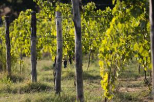 una fila de árboles en un campo con hojas amarillas en Agriturismo Le Baccane en Vinci