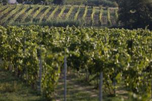 een rij wijnstokken in een wijngaard bij Agriturismo Le Baccane in Vinci