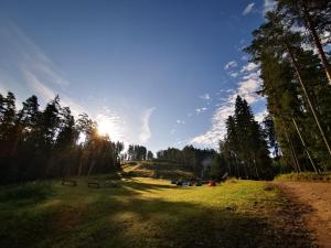 a park with a bench in the middle of a field at Kempings Ozolkalns in Cēsis
