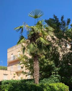 een palmboom voor een gebouw bij Hotel Garni Picnic in Riccione