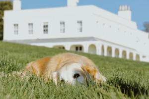 a dog laying in the grass in front of a house at Lympstone Manor Hotel in Exmouth