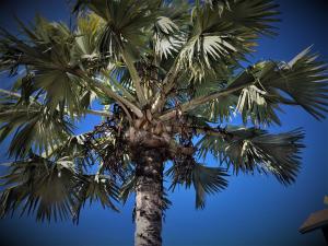 Fotografie z fotogalerie ubytování Palmhouse Apartments Aruba 1- 4 persons v destinaci Savaneta