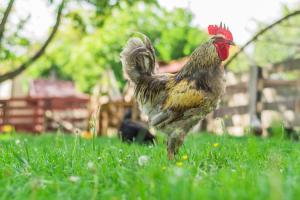 Altri animali domestici presso l'affittacamere o nei dintorni