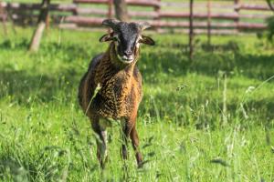 Altri animali domestici presso l'affittacamere o nei dintorni
