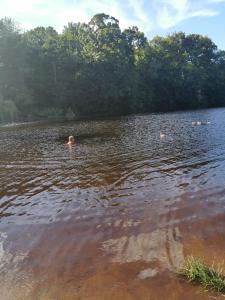 een persoon die zwemt in een meer met bomen op de achtergrond bij Woofles Luxury Caravan at Knaresborough Lido in Knaresborough