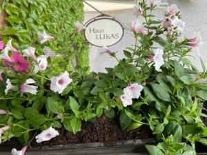 Zahrada ubytování Haus Lukas