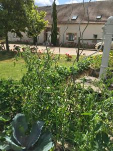 einen Garten mit grünen Pflanzen und ein Haus im Hintergrund in der Unterkunft La Ferme de la Maugerie in Thoury