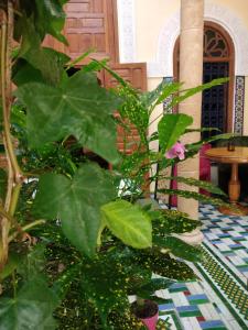Κήπος έξω από το Riad Dar Zouhour