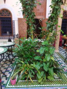 Κήπος έξω από το Riad Dar Zouhour
