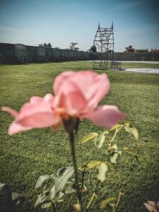 a pink flower in a field with a playground at Restaurant Pansion Wien in Čierny Brod