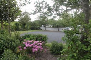 a garden with pink flowers and a gravel driveway at Deichblick Süderhafen in Nordstrand