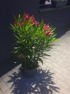 Vonkajšia záhrada v ubytovaní Familia Panzió & Apartmanház Győr