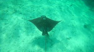 a stingray swimming in the water at Hotel Blue Reef frente al mar in Mahahual
