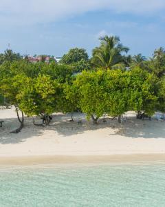 eine Gruppe von Bäumen an einem Strand neben dem Wasser in der Unterkunft Rosy Villa Hotel in Guraidhoo