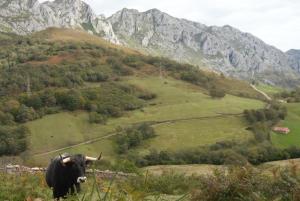 NavedoにあるApartamentos El Abertalの山を背景に立つ牛