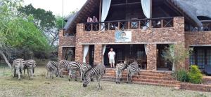 a herd of zebras standing in front of a building at Kruger Riverside Lodge - No Load-shedding in Marloth Park