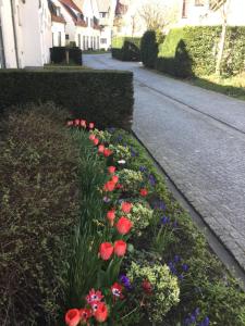 Zahrada ubytování B&B Het Colettientje