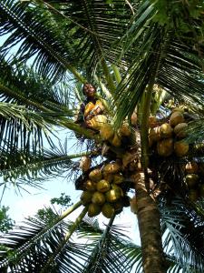 Un mucchio di noci di cocco appese a una palma di Cabaña Rio Lagarto a Lívingston