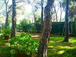 A garden outside Villa Dei Pini IUN S3571