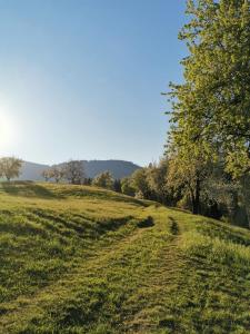 un campo de hierba con árboles en el horizonte en Apartma Lesjak - pobeg v naravo en Mozirje