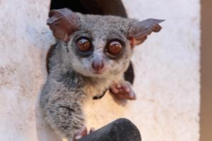 Fotografie z fotogalerie ubytování Doringpoort Lodge v destinaci Marloth Park