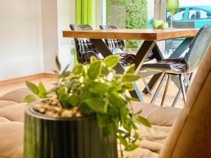 eine Pflanze auf einem Tisch im Wohnzimmer in der Unterkunft Elbflair in Pirna