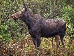 a black animal standing in a field of grass at 7 person holiday home in S LEN in Tandådalen