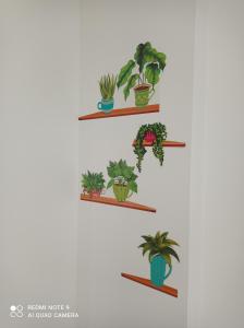 vier planken met planten op een witte muur bij Giordiehouse2 in Latina