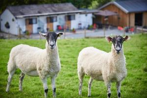 dos ovejas de pie en un campo de hierba en Newlands Farm Stables en Kendal