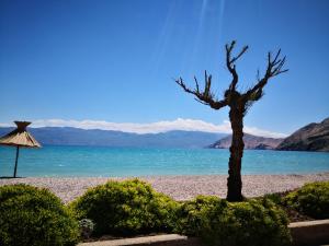 a dead tree sitting on a beach near the water at Apartments Rozanda in Baška