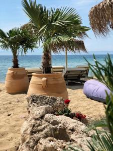 スカラ・ソティロスにあるByblos Mare-The Exclusive Beach Front Villaの海辺の鉢植え木2本