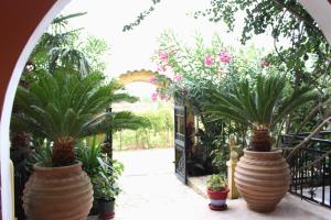 A garden outside Villa Nefeli