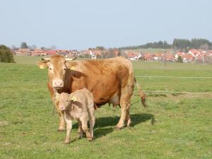 a cow and a calf standing in a field at Landgasthaus Engel - Naturparkwirt in Höchenschwand +9 photos
