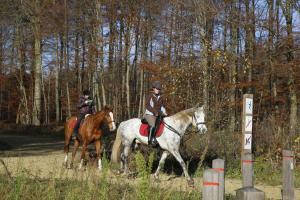 two people are riding horses in the woods at B&B Hippo-Droom in Hoeilaart