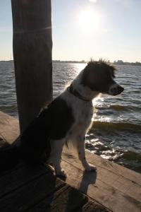 ein Hund, der auf einem Steg am Wasser sitzt in der Unterkunft Ferienwohnung Zimmert in Zimmert