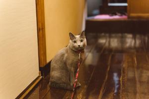 Domácí mazlíčci ubytovaní s hosty v ubytování Fujiya Ryokan