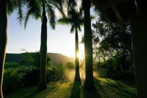 um pôr-do-sol através de palmeiras numa casa em Tamboti Ridge Bed and Breakfast em Pongola Game Reserve