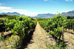 een rij wijnstokken met bergen op de achtergrond bij Wedgeview Country House & Spa in Stellenbosch