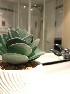 a green plant in a white bowl on a counter at Siesta in Kikinda +66 photos