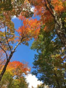 un groupe d'arbres dont les feuilles changent de couleur dans l'établissement Sunny Point Resort Ltd., à Otter Lake