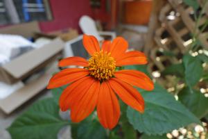 Un jardín fuera de Seabreeze Inn
